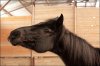 3998d1359576982t-fotografias-mis-caballos-3-703703_114540938722318_477926705_o.jpg 3998d1359576982t-fotografias-mis-caballos-3-703703_114540938722318_477926705_o.jpg