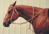 gmartingale_horse_head_big.jpg