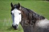 DSC_1412.JPG