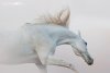 spirit_of_wind_by_olga5-d4cj3pd.jpg