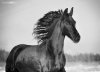 vitske_trix_by_olga5-d4jn70u.jpg