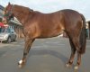 laminitis+stance.jpg