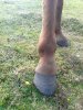 Pata.jpg Pata.jpg