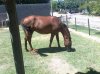 vendo-caballo-muy-manso_MLU-F-4389530742_052013.jpg vendo-caballo-muy-manso_MLU-F-4389530742_052013.jpg