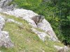 Marmota rojiza.jpg