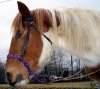 make-indian-hackamore-bosal-bitless-bridle-cd_380172873676.jpg