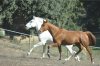 paddock paradise 6.jpg