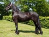 Diuwke_SBHhorses-9444.jpg Diuwke_SBHhorses-9444.jpg