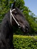 Diuwke_SBHhorses-9458.jpg Diuwke_SBHhorses-9458.jpg