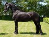 Dieke-SBHHorses-9570.jpg Dieke-SBHHorses-9570.jpg