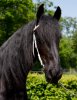 Dieke-SBHHorses-9592.jpg Dieke-SBHHorses-9592.jpg