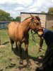 1385446295_566339160_5-Vendo-Caballo-Gateado-Entre-Rios.jpg