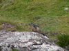 Marmota II.jpg