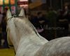IMG_0106.jpg
