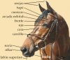 partes_del_caballo_cabeza.jpg