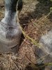 IMG-20140618-WA0000.jpg IMG-20140618-WA0000.jpg