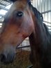IMG-20140815-WA0031.jpg