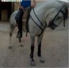 caballo.jpg