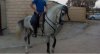 caballo3.jpg