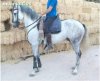 caballo5.jpg