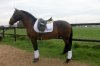 28040_caballo_lusitano_doma_clasica_photo_1_img.jpg