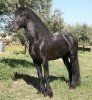 frison2.jpg