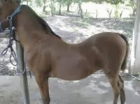 caballo_ensillado.jpg