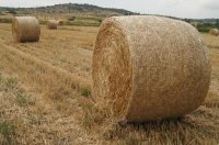 288647-rollos-de-heno.jpg 288647-rollos-de-heno.jpg