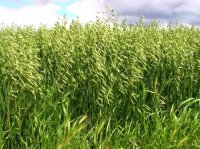 Heno-de-avena-en-Hinojos-Huelva.jpg Heno-de-avena-en-Hinojos-Huelva.jpg