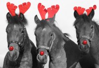horses_bwr.jpg
