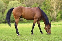 caballo-comiendo-prado_1161-70.jpg