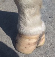 pata izq.jpg