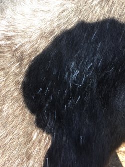 Pelo potra 2.jpeg