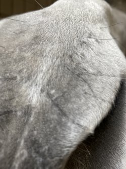 0D38212E-1FE9-4D5A-ACE8-9B043AAB66B6.jpeg