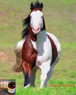 kyna horse.jpg