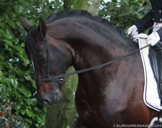 bitless bridle 1.jpg