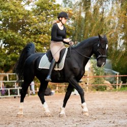 bitless bridle 2.jpg