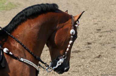 bitless bridle 3.jpg