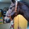 Dianar