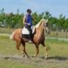 quintans