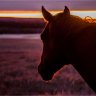 Horsetastic
