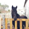Leono