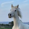 carlaequineart