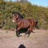 Inma