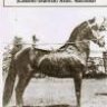 PURA RAZA PASO FINO