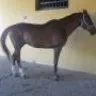 Zarcillo