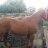 juanin